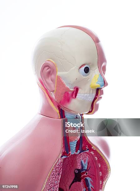 Unissexo Manequine Modelo Anatómico - Fotografias de stock e mais imagens de Anatomia - Anatomia, Aprender, Biologia