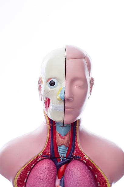 istock Anatomical Unisex Model Manequine 97242020