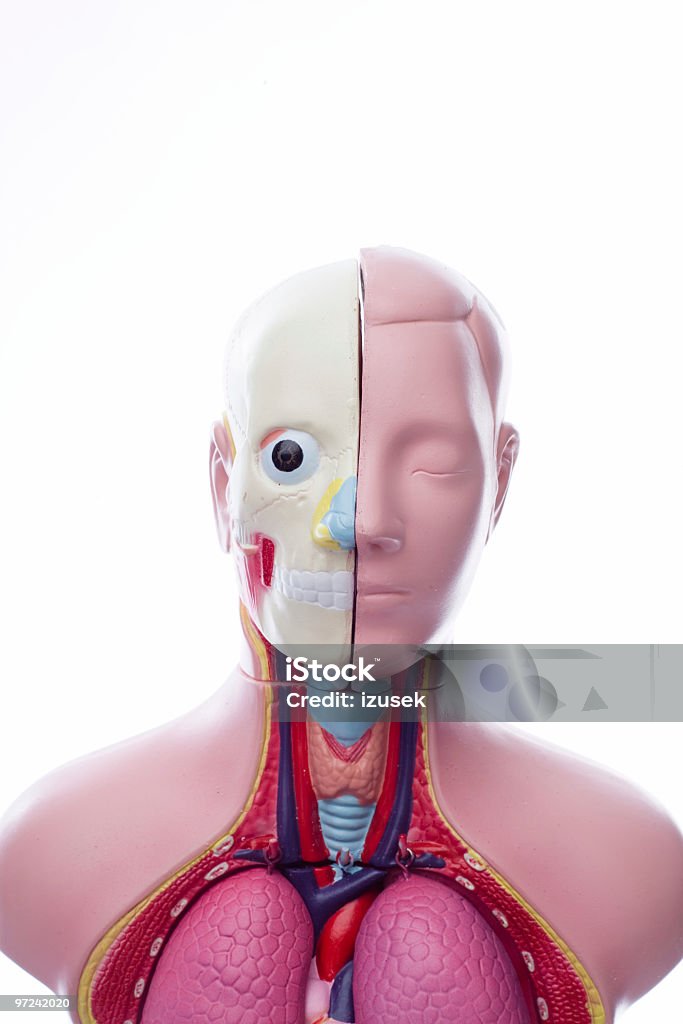 Анатомическая модель Manequine унисекс - Стоковые фото Анатомическая модель роялти-фри