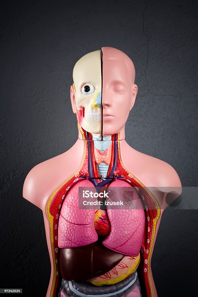 Anatomische Unisex-Modell Manequine - Lizenzfrei Anatomie Stock-Foto
