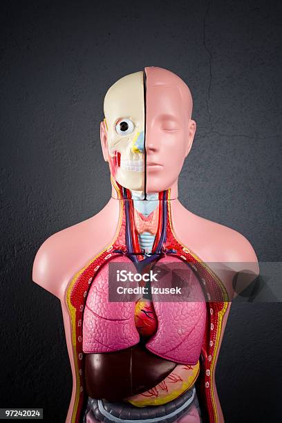 Anatomische Unisexmodell Manequine Stockfoto und mehr Bilder von Anatomie - Anatomie, Anatomisches Modell, Bildung