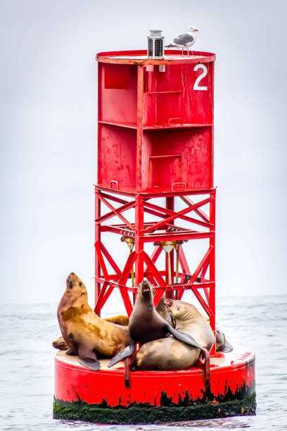 istock Sea Lions on Buoy 972423324