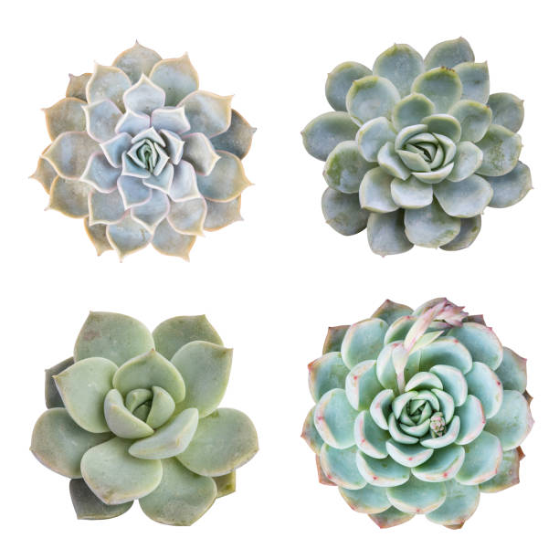 istock collection of miniature succulent top isolated on white background 972425490