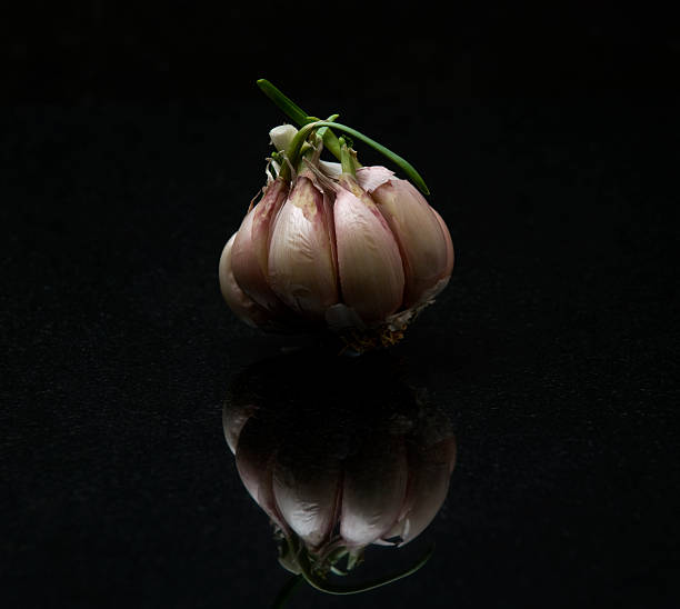 Garlic Bulb with green shoots stock photo