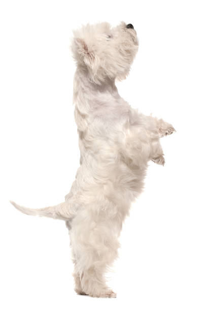 West highland white terrier on hind legs  west highland white terrier stock pictures, royalty-free photos & images