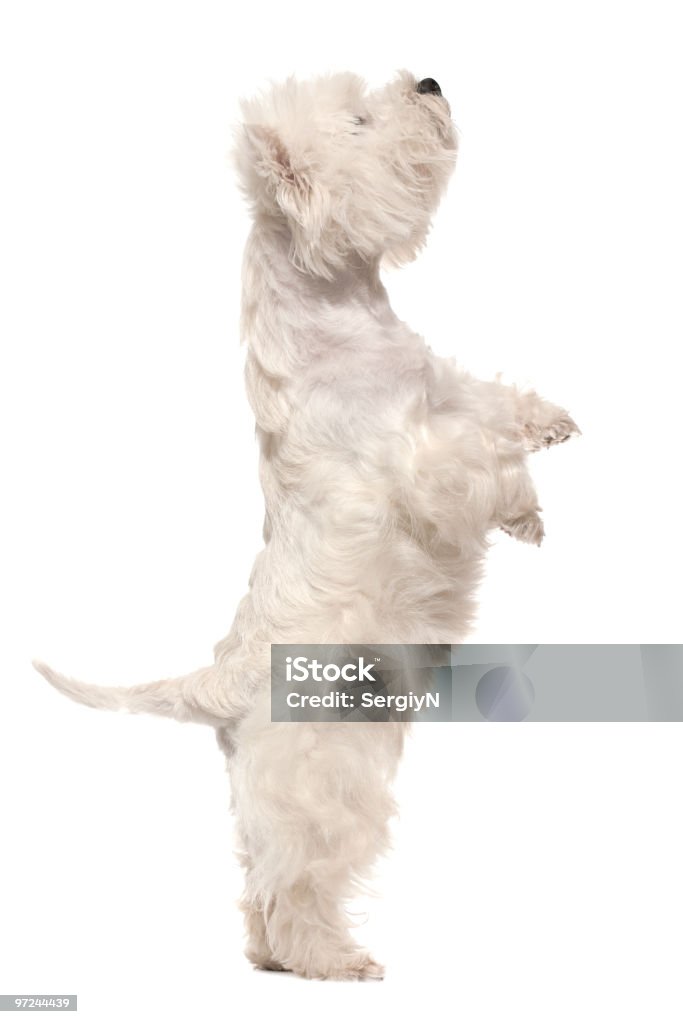 West highland white terrier em hind pernas - Royalty-free Cão Foto de stock