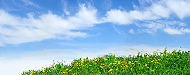 istock Field with blowballs 97244515