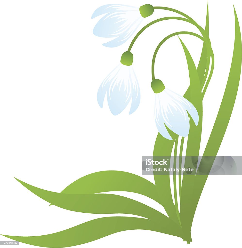 Snowdrops  Beauty In Nature stock vector