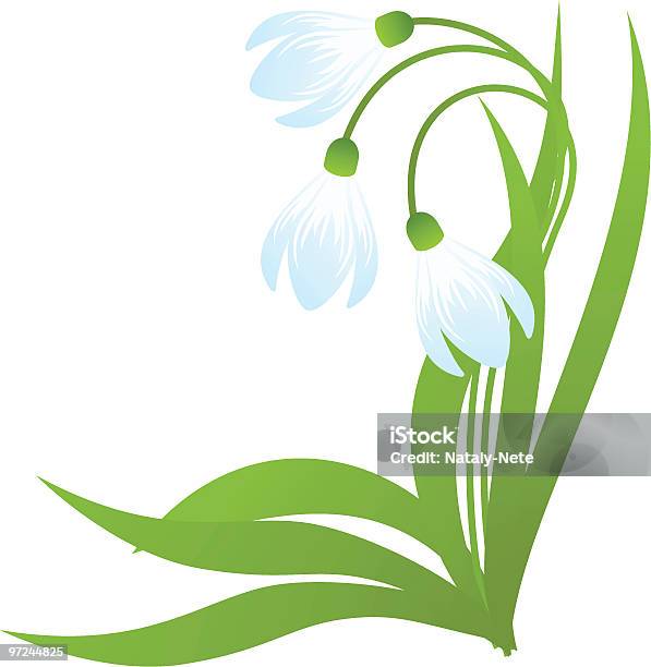 Snowdrops Stock Illustration - Download Image Now - Beauty In Nature, Blossom, Botany