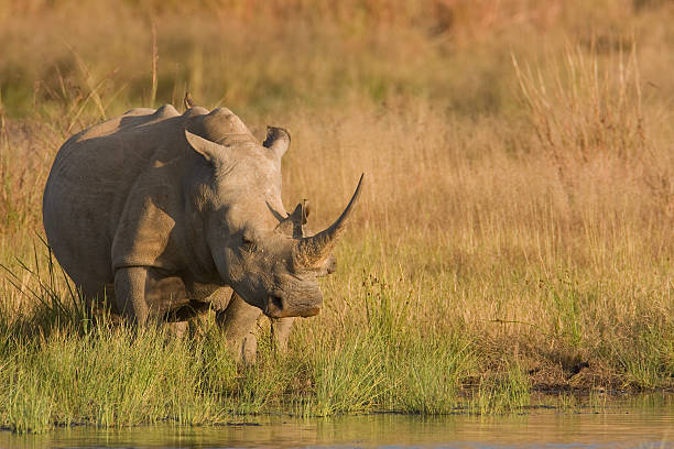 rinoceronte - 4313 foto e immagini stock