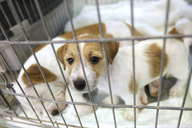 istock Cute brown and white puppies in a cage 97245851