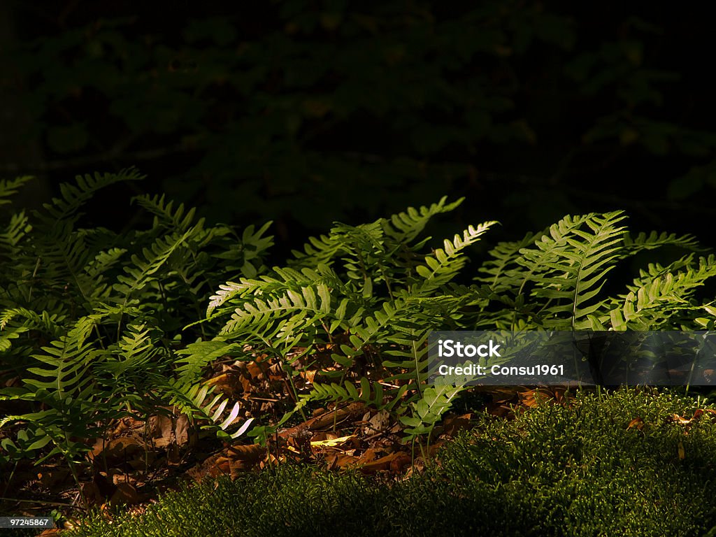 Ferns - Foto de stock de Boscaje libre de derechos