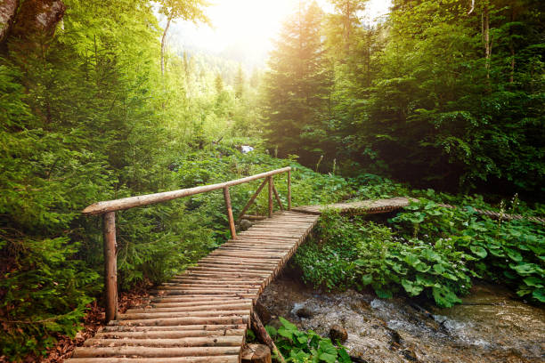 istock wooden bridge in the forest 972465924