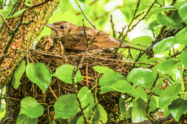 istock Songbird in the nest with its chicks. 972468260