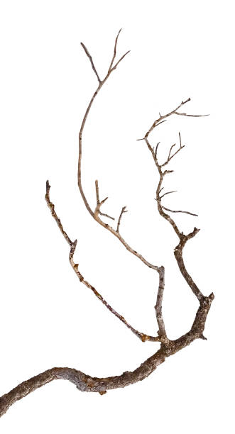 istock close up of dry branch 972481330