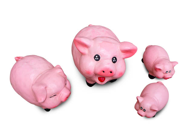 istock Pigs family white background. 972481808