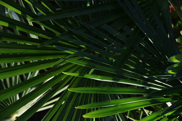 istock tropical leaf of palm tree 972484294