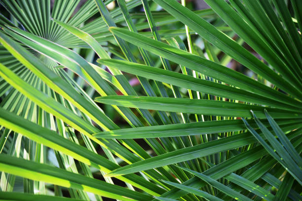 istock tropical leaf of palm tree 972484324
