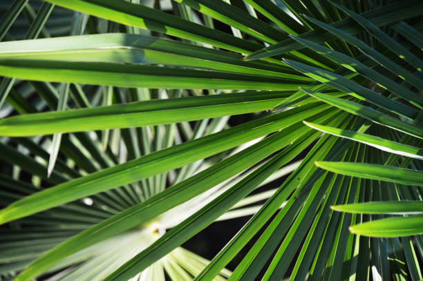 istock tropical leaf of palm tree 972484360