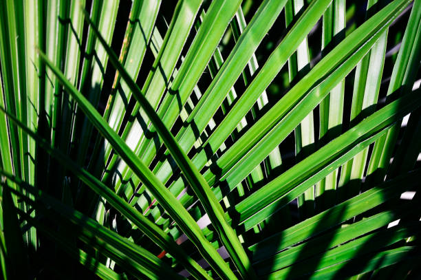 istock tropical leaf of palm tree 972484482
