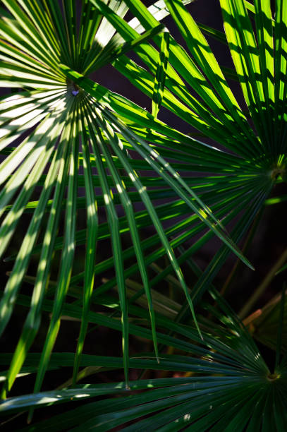 istock tropical leaf of palm tree 972484518