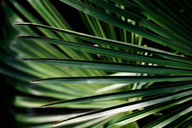 istock tropical leaf of palm tree 972484528
