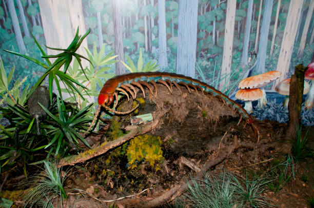 Prehistoric Giant Centipede Replica