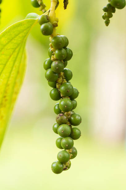 frais piper nigrum sur arbre - thai culture food ingredient set photos et images de collection