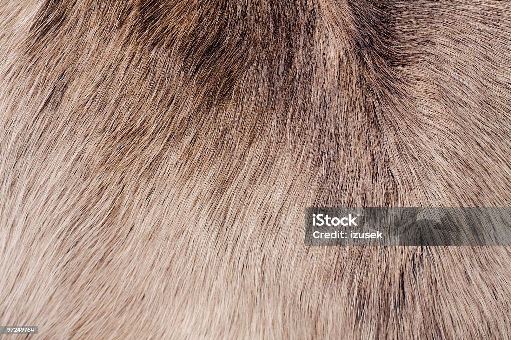 Pele de Animal - Foto de stock de Abstrato royalty-free