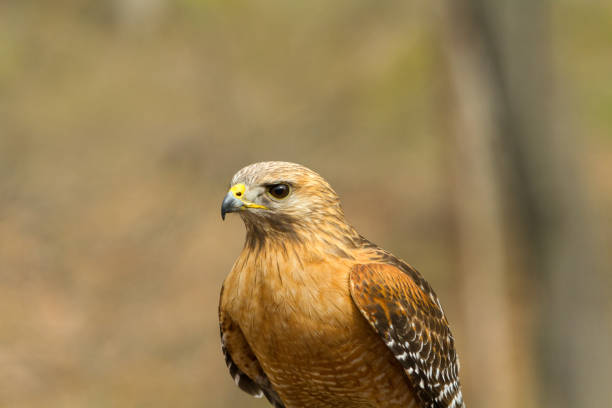 istock Close up of hawk with muted background 972500754