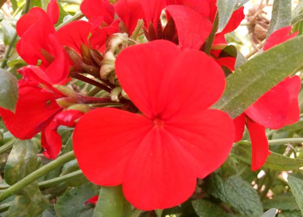 istock Red color flower between leaves in garden 972503532