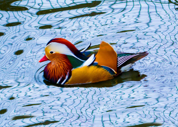 istock mandarin duck floats on a pond 972504254