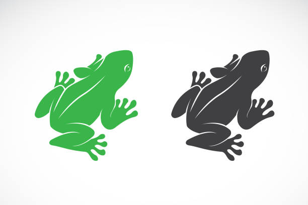 Vector of frogs design on white background. Amphibian. Animal. Easy editable layered vector illustration. Vector of frogs design on white background. Amphibian. Animal. Easy editable layered vector illustration. toad illustrations stock illustrations