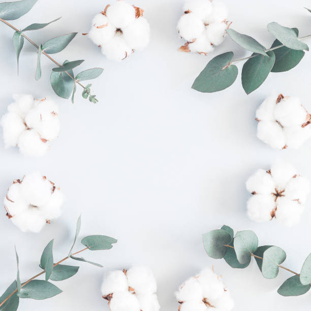 istock Cotton flowers and eucalyptus branches. Flat lay, top view 972512316