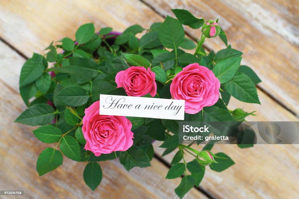 Foto de Tenho Um Cartão De Bom Dia Com Rosas Selvagens Numa Superfície De Madeira e mais fotos de stock de Cartão de Felicitação - iStock Foto de Tenho Um Cartão De Bom Dia Com Rosas Selvagens Numa Superfície De Madeira e mais fotos de stock de Cartão de Felicitação - iStock