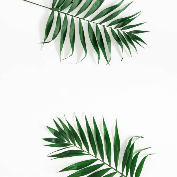 istock Tropical palm leaves on white background. Flat lay, top view 972515172