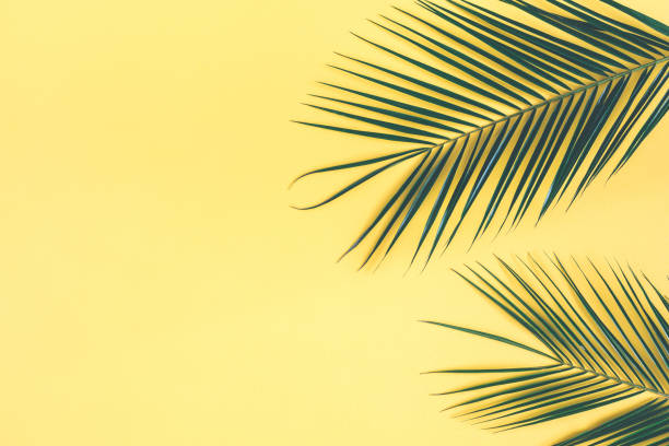 istock Tropical palm leaves on yellow background. Flat lay, top view 972515302