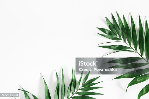 istock Tropical palm leaves on white background. Flat lay, top view 972515364
