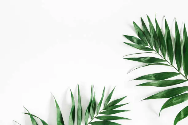 Photo of Tropical palm leaves on white background. Flat lay, top view