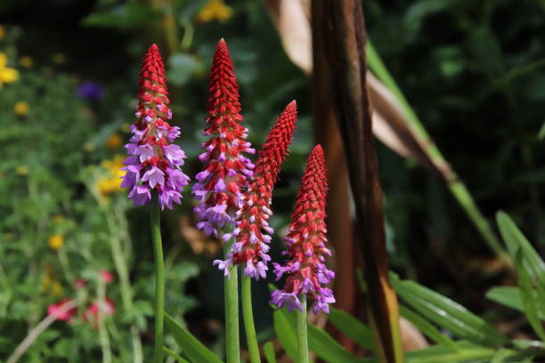 istock Primula vialii, Flower 972518286