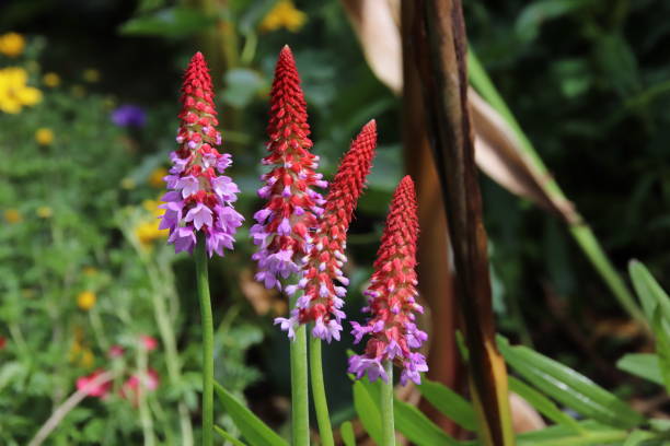 Primula vialii, Flower