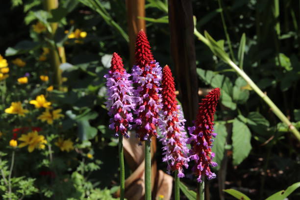 istock Primula vialii, Flower 972518348