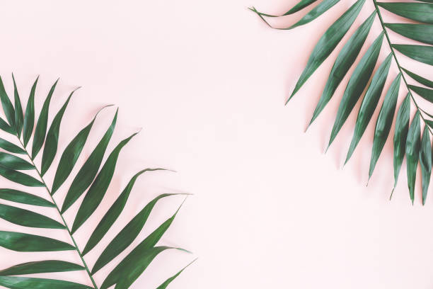 istock Tropical palm leaves on pastel pink background. Flat lay 972520928