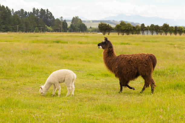 istock White and brown alpaca over green glass 972521018