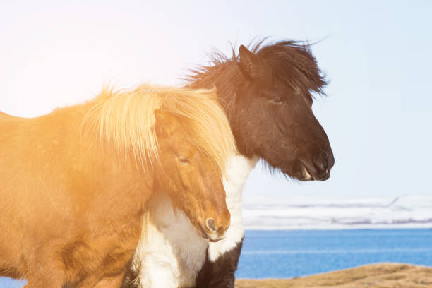 istock Icelandic brown horse close up 972526162