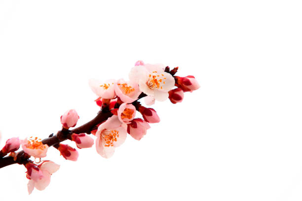 Apricot blossom in spring, white background.