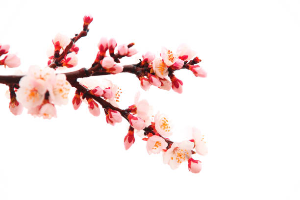 istock Apricot blossom in spring 972526734