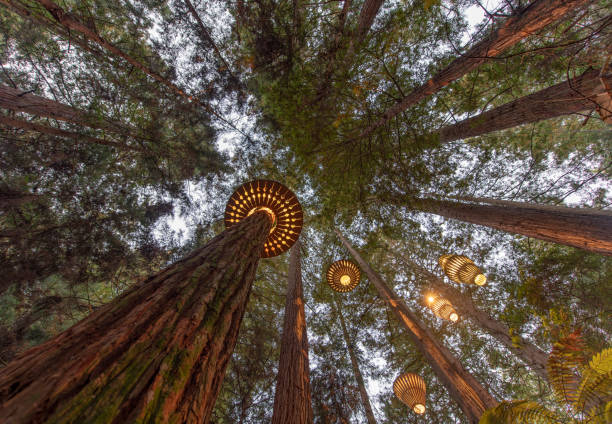Redwood trees in Rotorua, New Zealand Lights seen in the Redwood trees in Rotorua, north island of New Zealand. rotorua stock pictures, royalty-free photos & images