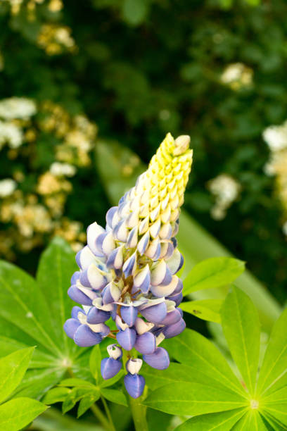istock Flower - Claude Monet Garden 972535830