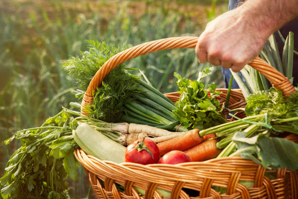 istock Farmer carrying basket with organic vegetables 972538050